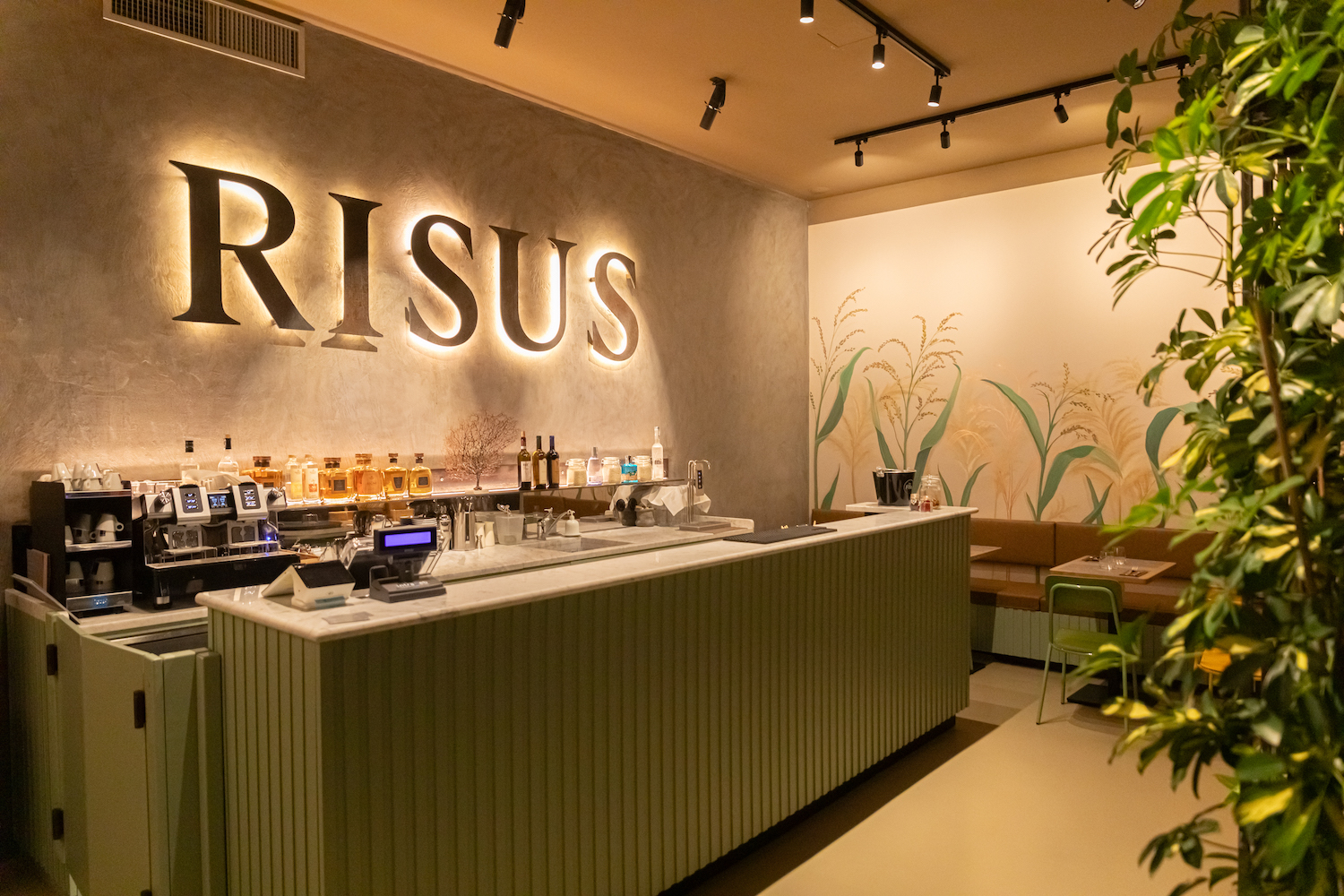 Risus